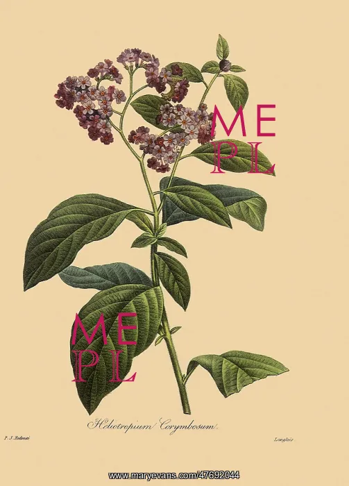 : Heliotropium Corymbosum : Heliotropium Corymbosum