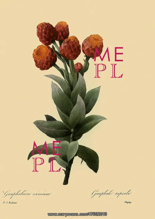 : Helipterum eximium : Helipterum eximium
