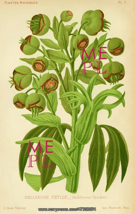  : Hellebore. Fetid hellebore poisonous as well as smelly