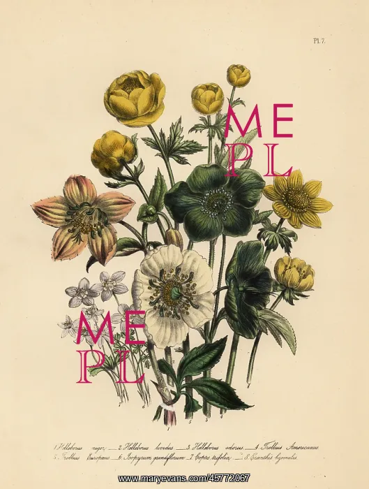 : Hellebore and globeflower species : Hellebore and globeflower species