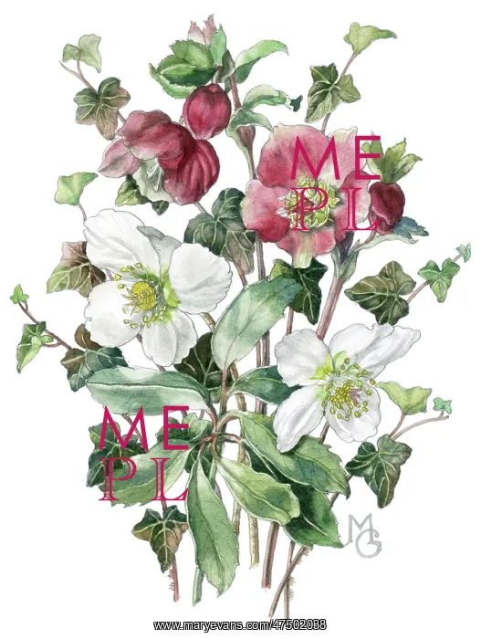  : Hellebores and Ivy