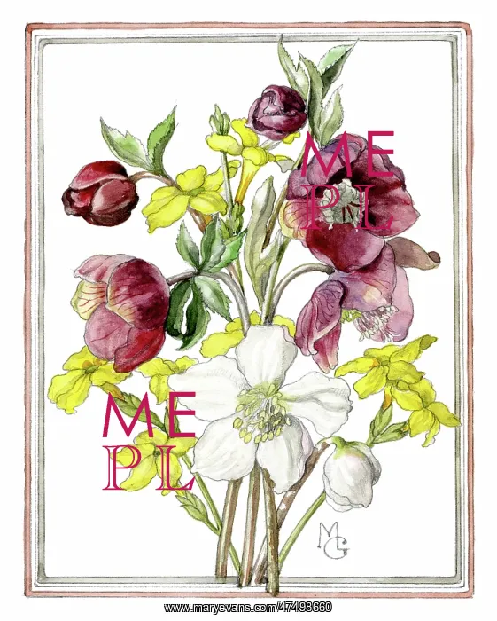 : Hellebores and Winter Jessamine : Hellebores and Winter Jessamine
