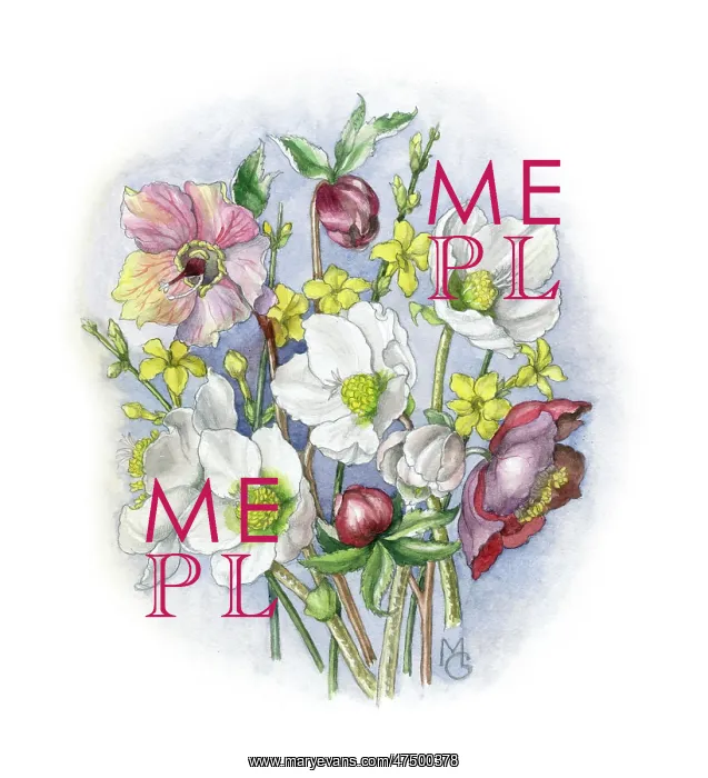 : Hellebores and winter jessamine : Hellebores and winter jessamine