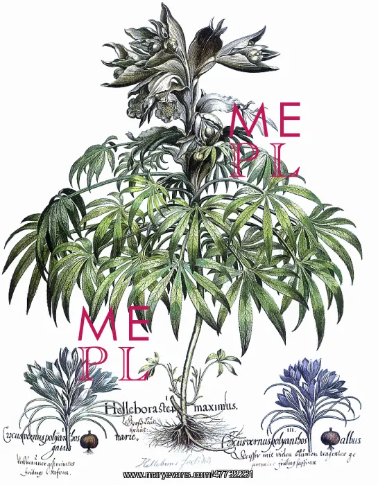 : Helleborus f...aetidus, Crocus chrysanthus, Crocus angustifoliu : Helleborus f...aetidus, Crocus chrysanthus, Crocus angustifoliu