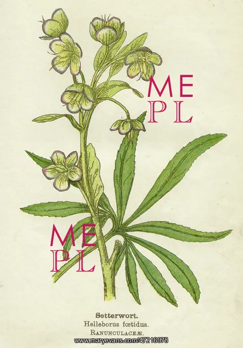  : HELLEBORUS FOETIDUS