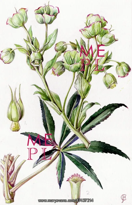 : Helleborus foetidus : Helleborus foetidus