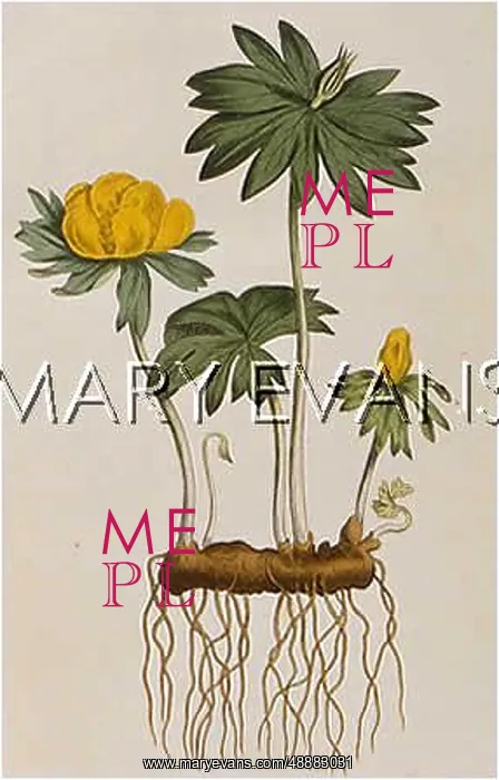  : HELLEBORUS HYEMALIS