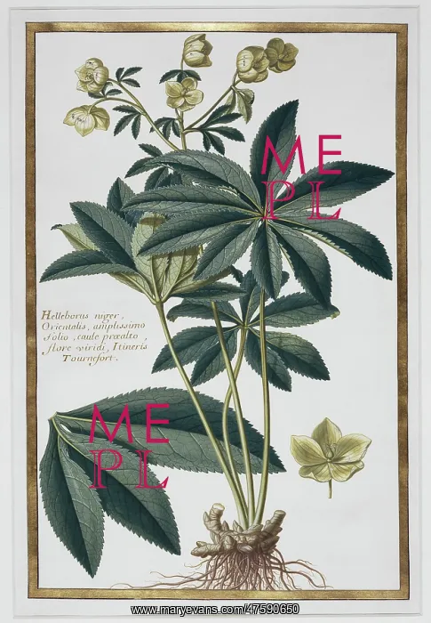 : Helleborus kochii, false rose : Helleborus kochii, false rose