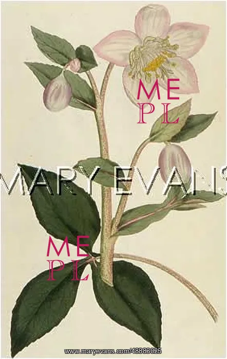  : HELLEBORUS LIVIDUS