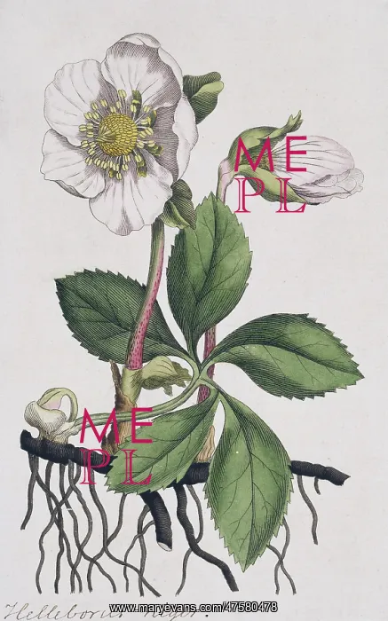 : Helleborus niger, Christmas rose : Helleborus niger, Christmas rose