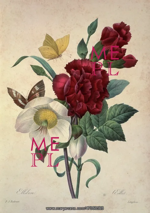 : Helleborus niger, Christmas rose : Helleborus niger, Christmas rose