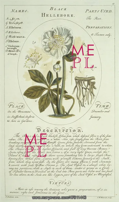 : Helleborus niger, Christmas rose : Helleborus niger, Christmas rose