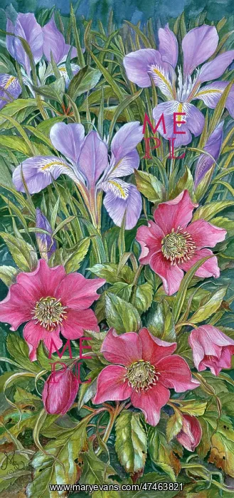 : Helleborus Orientalis with Iris Unguicularis : Helleborus Orientalis with Iris Unguicularis
