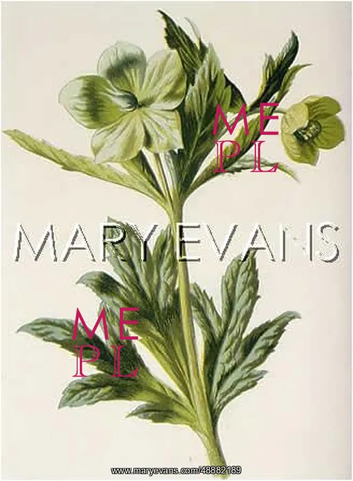  : HELLEBORUS VIRIDIS