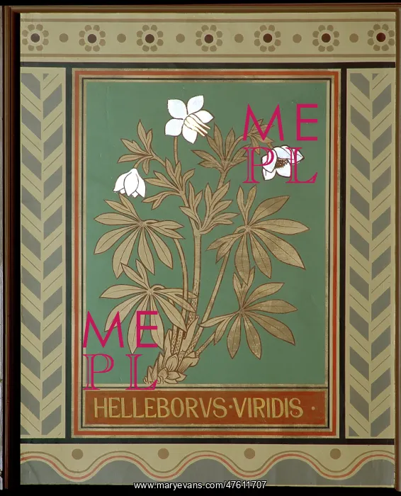 : Helleborus viridis, green hellebore : Helleborus viridis, green hellebore