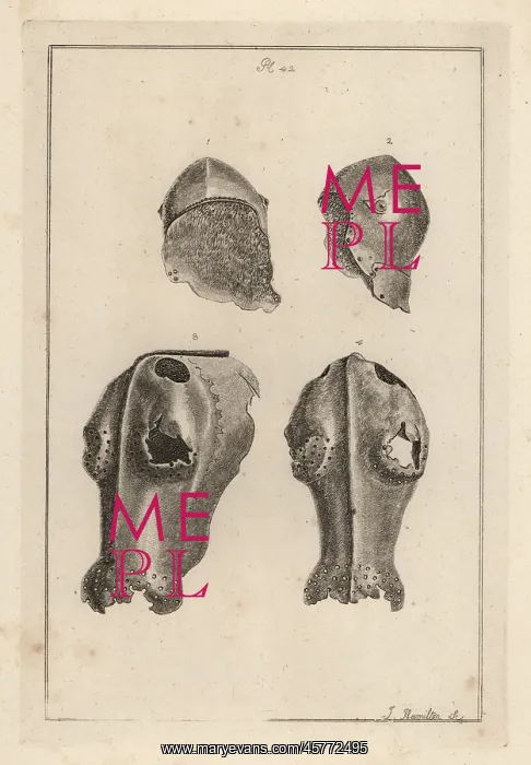 : Helmet and chafron that belonged to Guy, Earl of Warwick : Helmet and chafron that belonged to Guy, Earl of Warwick
