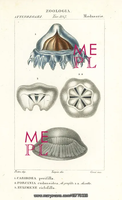 : Helmet jellyfish and medusa : Helmet jellyfish and medusa