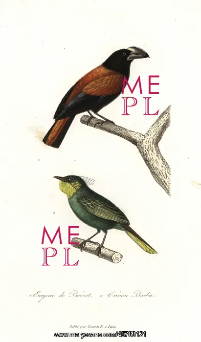 : Helmet vanga, Euryceros prevostii, and bearded : Helmet vanga, Euryceros prevostii, and bearded