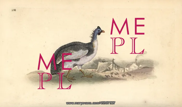 : Helmeted guineafowl, Numida meleagris : Helmeted guineafowl, Numida meleagris