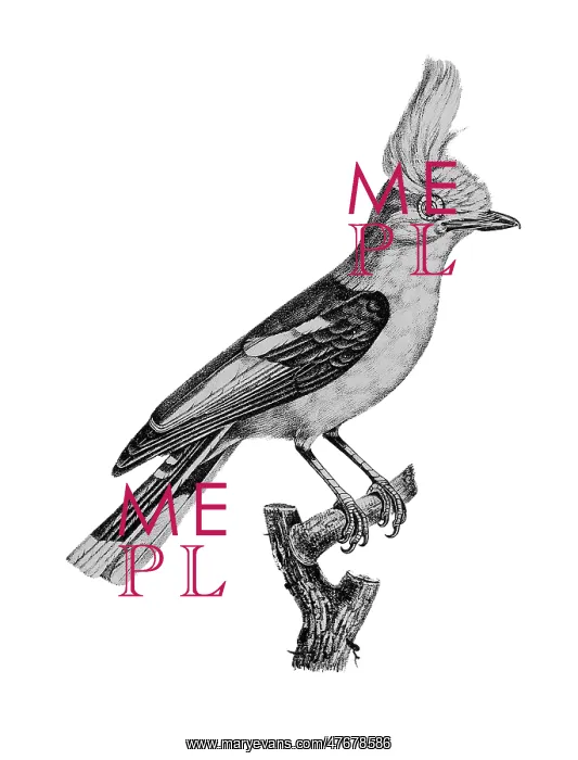 : Helmetshrike : Helmetshrike