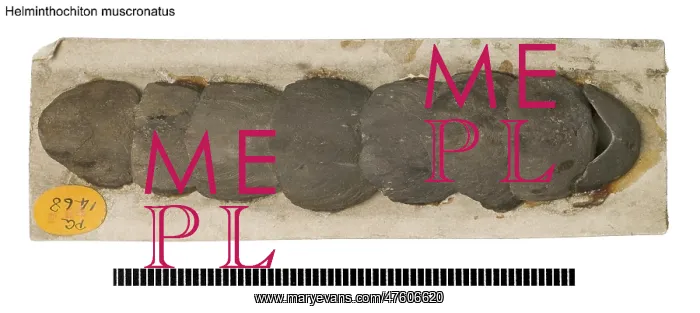 : Helminthochiton muscronatus : Helminthochiton muscronatus