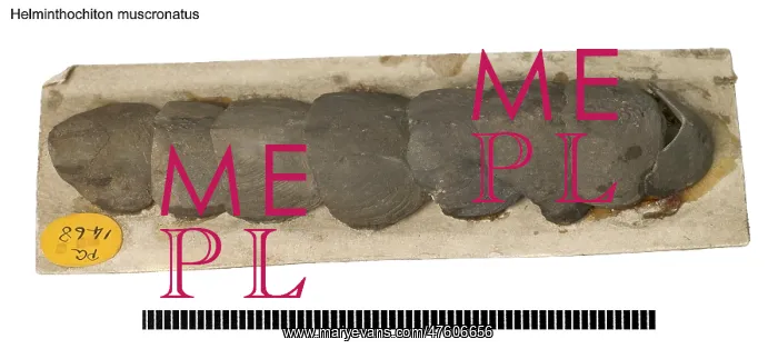 : Helminthochiton muscronatus : Helminthochiton muscronatus