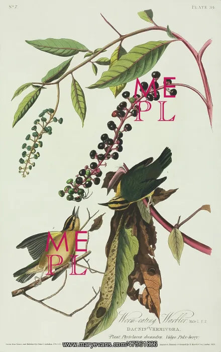 : Helmitheros vermivoru, worm-eating warbler : Helmitheros vermivoru, worm-eating warbler