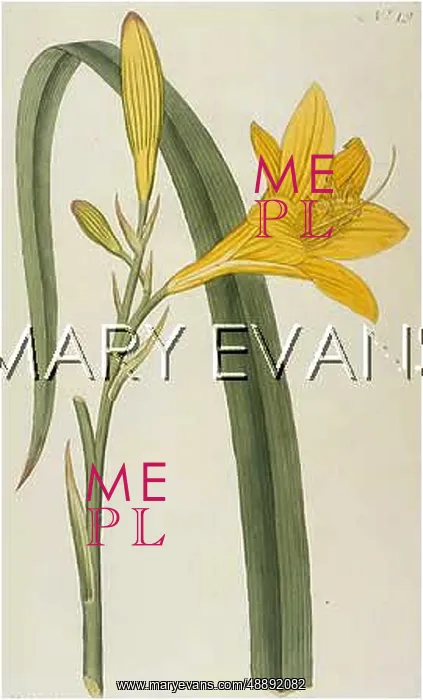  : HEMEROCALLIS FLAVA