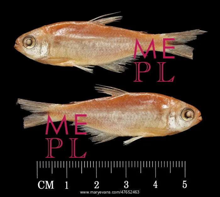  : Hemibrycon taeniurus, Mountain spring sardine