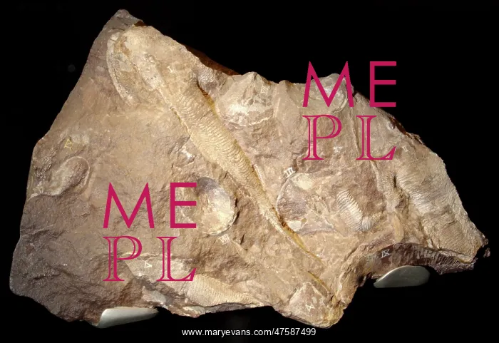  : Hemicyclaspis murchisoni and Thyestes egertoni, fossil fishe