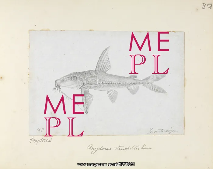 : Hemidoras stenopeltis, catfish : Hemidoras stenopeltis, catfish