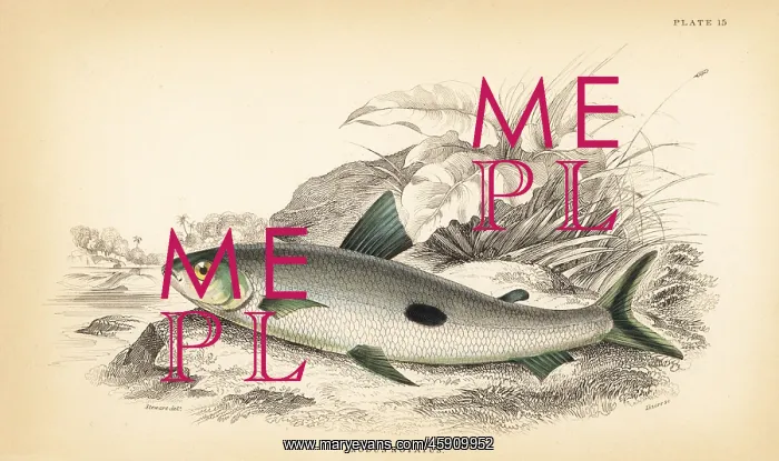 : Hemiodus unimaculatus : Hemiodus unimaculatus