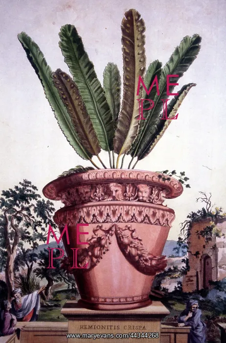 : Hemionitis Crispa : Hemionitis Crispa