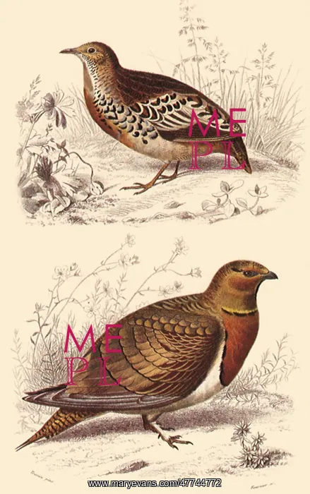  : A Hemipode and a Sandgrouse