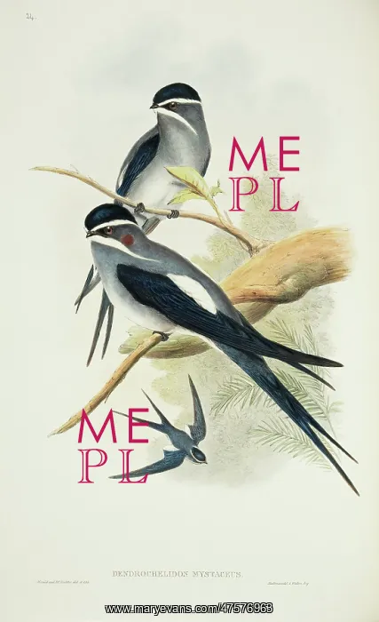 : Hemiprocne mystacea, moustached treeswift : Hemiprocne mystacea, moustached treeswift