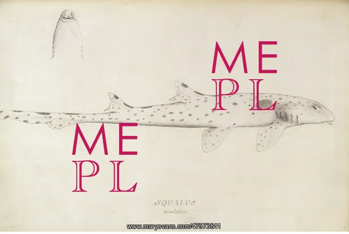 : Hemiscyllium ocellatum, epaulette shark : Hemiscyllium ocellatum, epaulette shark