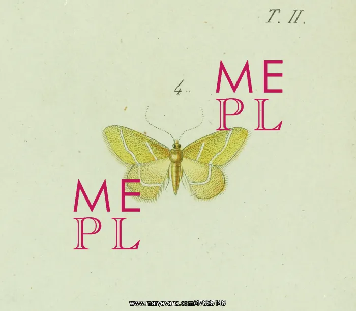 : Hemithea squalidaria : Hemithea squalidaria