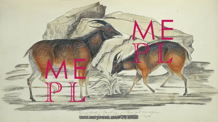 : Hemitragus jemlahicus, tahr : Hemitragus jemlahicus, tahr