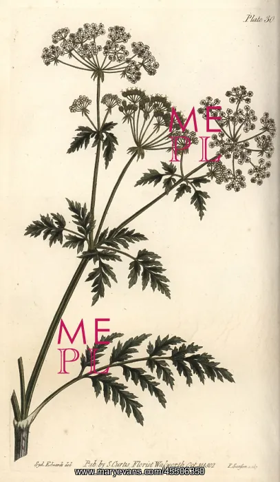 : Hemlock, Conium maculatum : Hemlock, Conium maculatum