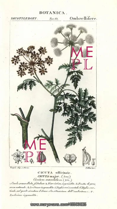 : Hemlock, Conium maculatum : Hemlock, Conium maculatum