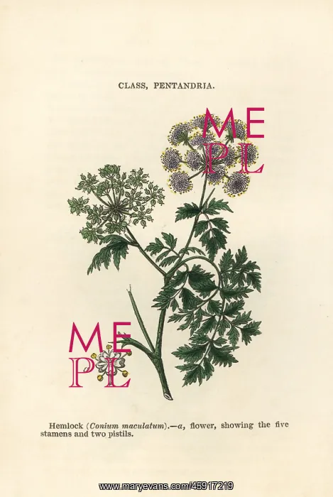: Hemlock, Conium maculatum : Hemlock, Conium maculatum