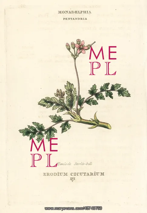 : Hemlock stork's-bill, Erodium cicutarium : Hemlock stork's-bill, Erodium cicutarium