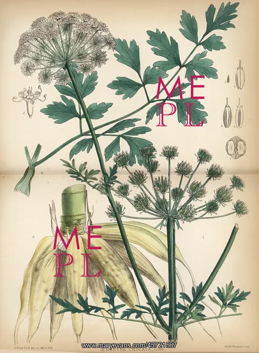 : Hemlock water dropwort, Oenanthe crocata : Hemlock water dropwort, Oenanthe crocata