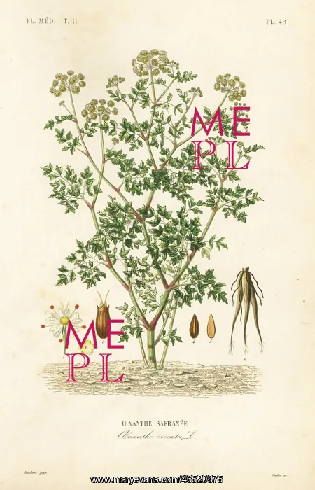 : Hemlock water dropwort, Oenanthe crocata : Hemlock water dropwort, Oenanthe crocata
