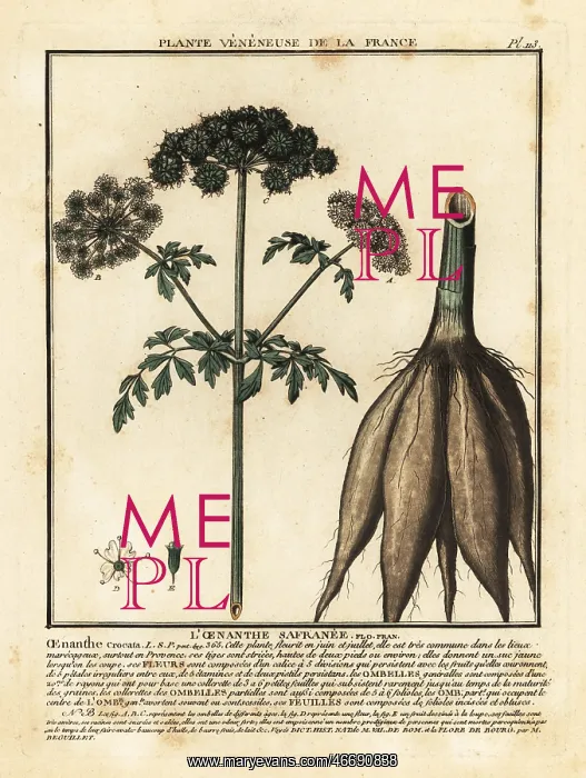 : Hemlock water-dropwort, Oenanthe crocata : Hemlock water-dropwort, Oenanthe crocata