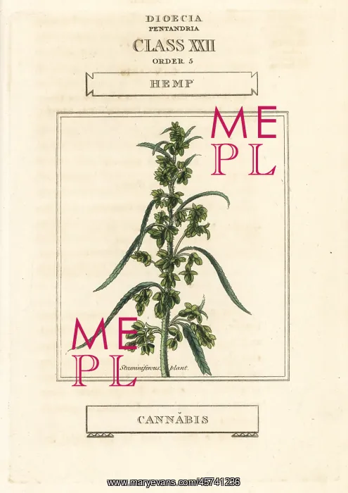 : Hemp, Cannabis sativa : Hemp, Cannabis sativa
