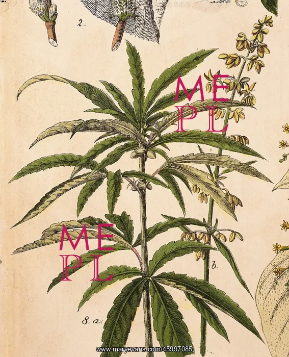  : Hemp (Cannabis sativa L.)