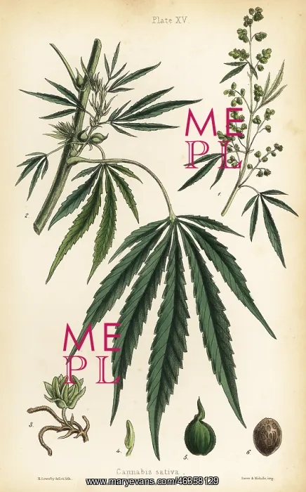 : Hemp or marijuana, Cannabis sativa : Hemp or marijuana, Cannabis sativa