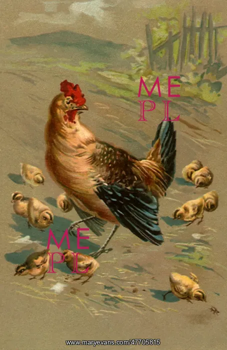  : Hen and Brood