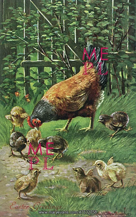 : HEN WITH CHICKS